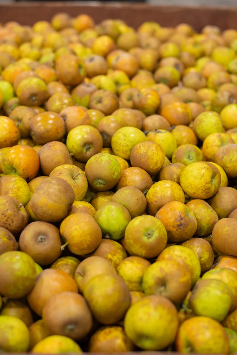 A wooden bin filled with hundreds of small yellow-green apples heavily marked with cinnamon russeting.