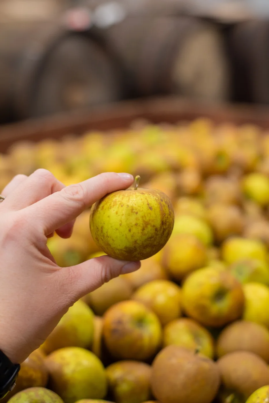 A hand holding a single small russeted Swayzie Pomme Grise apple above a bin of fruit, oak barrels behind.
