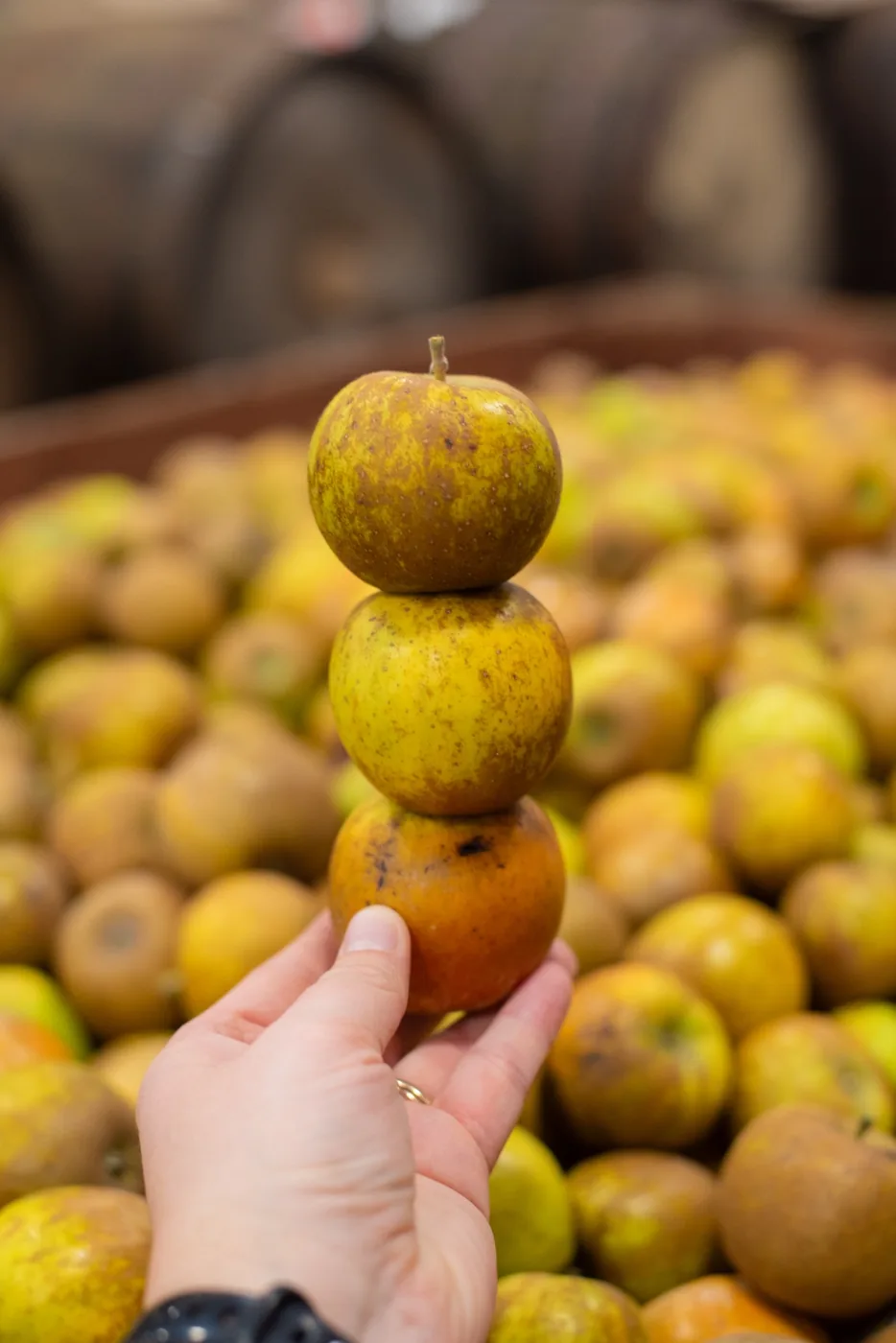 Three russeted apples balanced in a vertical stack held in one hand above a bin of fruit.